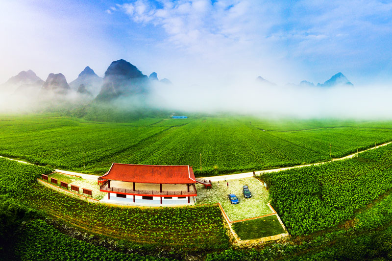 種桑養(yǎng)蠶是宜州區(qū)德勝鎮(zhèn)上坪村的支柱產(chǎn)業(yè)<div   id=
